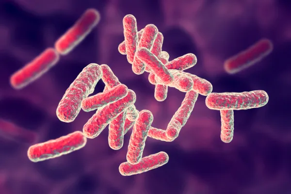 Bacterias